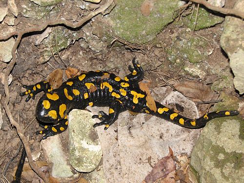 Near Eastern fire salamander